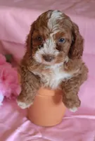 Mylie, a female Cockapoo for sale in Alta Vista, IA – Photo 1 of 5