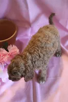 Bonnie, a female Cockapoo for sale in Alta Vista, IA – 4 of 7