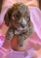 Buster, a male Cockapoo for sale in Alta Vista, IA – 3 of 4