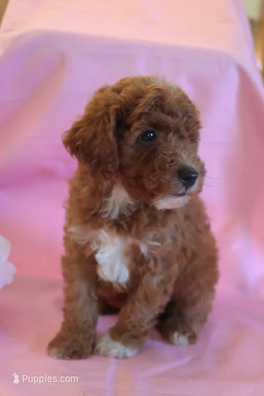 Cody – Poodle - Miniature  puppy for sale in Alta Vista, IA
