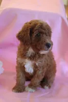 Cody, a male Poodle - Miniature  for sale in Alta Vista, IA – 3 of 5