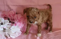 Taffee, a female Poodle - Miniature  for sale in Alta Vista, IA – Photo 6 of 6
