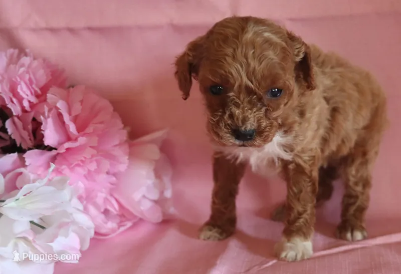 Taffee – Poodle - Miniature  puppy for sale in Alta Vista, IA