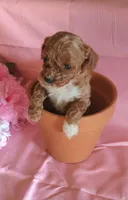 Taffee, a female Poodle - Miniature  for sale in Alta Vista, IA – Photo 2 of 6