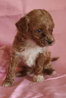 Taffee, a female Poodle - Miniature  for sale in Alta Vista, IA – Photo 3 of 6