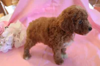 Cody, a male Poodle - Miniature  for sale in Alta Vista, IA – 2 of 5