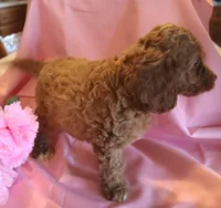 Buster, a male Cockapoo for sale in Alta Vista, IA – 2 of 4