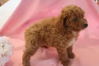 Casey, a female Poodle - Miniature  for sale in Alta Vista, IA – 3 of 6