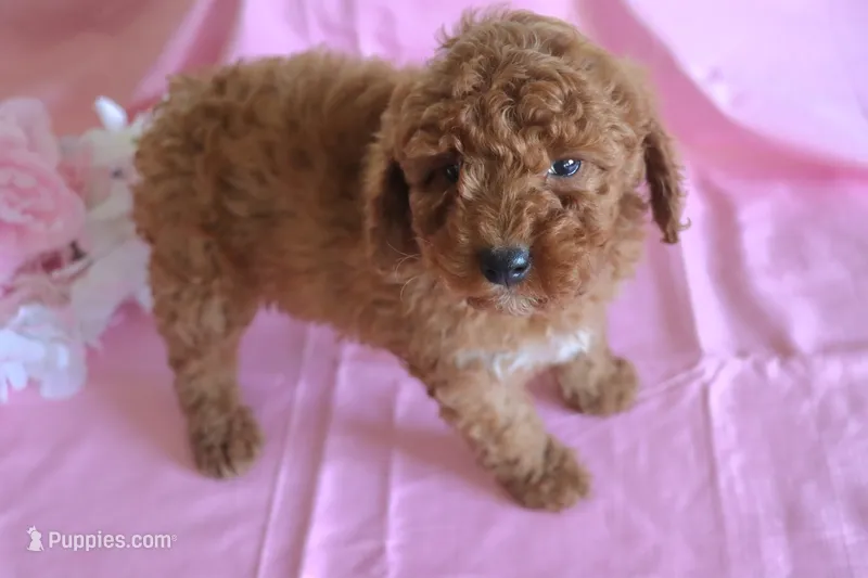 Rose – Goldendoodle puppy for sale in Alta Vista, IA
