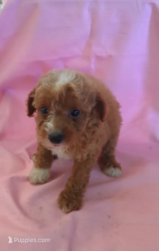 Carly – Poodle - Miniature  puppy for sale in Alta Vista, IA