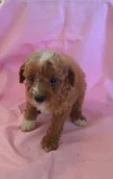 Carly, a female Poodle - Miniature  for sale in Alta Vista, IA – 5 of 6