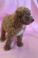 Casey, a female Poodle - Miniature  for sale in Alta Vista, IA – 4 of 6