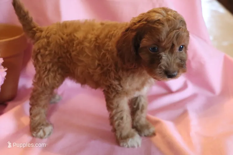 Bonnie – Cockapoo puppy for sale in Alta Vista, IA