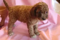 Bonnie, a female Cockapoo for sale in Alta Vista, IA – 5 of 7