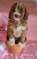 Rose, a female Cockapoo for sale in Alta Vista, IA – Photo 1 of 4