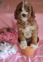 Rose, a female Cockapoo for sale in Alta Vista, IA – Photo 2 of 4