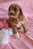 Rose, a female Cockapoo for sale in Alta Vista, IA – Photo 4 of 4
