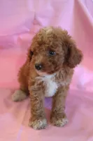 Connor, a male Poodle - Miniature  for sale in Alta Vista, IA – 2 of 7