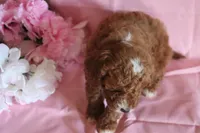 Mocha, a male Poodle - Miniature  for sale in Alta Vista, IA – Photo 6 of 6