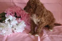 Mocha, a male Poodle - Miniature  for sale in Alta Vista, IA – Photo 5 of 6