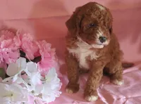 Mocha, a male Poodle - Miniature  for sale in Alta Vista, IA – Photo 4 of 6