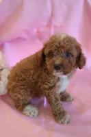 Connor, a male Poodle - Miniature  for sale in Alta Vista, IA – 3 of 7