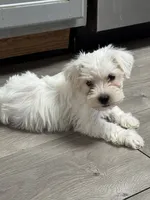 Buddy, a male Miniature Schnauzer and Pomeranian for sale in Saint Petersburg, FL – 1 of 1