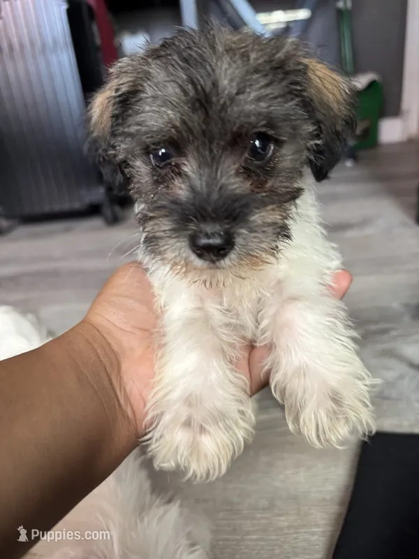 Georgie – Miniature Schnauzer, Pomeranian puppy for sale in Saint Petersburg, FL