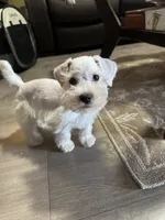 Buddy, a male Miniature Schnauzer and Pomeranian for sale in Saint Petersburg, FL – 1 of 2