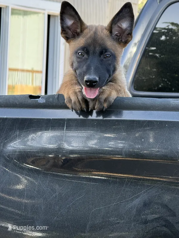 Mack 10, a male Belgian Malinois for sale in Phelan, CA – 1 of 1