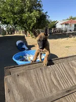 Max, a male Belgian Malinois for sale in Phelan, CA – 1 of 1