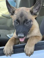 Hawk , a male Belgian Malinois for sale in Phelan, CA – 1 of 2
