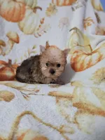 CKC Pumpkin, a female Yorkshire Terrier for sale in Port Saint Lucie, FL – Photo 2 of 5