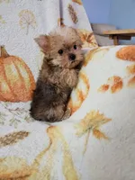 CKC Pumpkin, a female Yorkshire Terrier for sale in Port Saint Lucie, FL – Photo 5 of 5