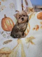 CKC Pumpkin, a female Yorkshire Terrier for sale in Port Saint Lucie, FL – Photo 4 of 5