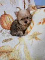 CKC Pumpkin, a female Yorkshire Terrier for sale in Port Saint Lucie, FL – Photo 1 of 5