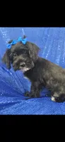 Darth, a male Yorkipoo for sale in Port Saint Lucie, FL – 2 of 4