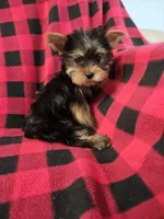 CkC Bella, a female Yorkshire Terrier for sale in Port Saint Lucie, FL – Photo 1 of 4