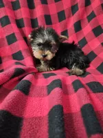 CkC Bella, a female Yorkshire Terrier for sale in Port Saint Lucie, FL – Photo 3 of 4