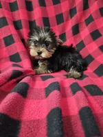 CkC Bella, a female Yorkshire Terrier for sale in Port Saint Lucie, FL – Photo 2 of 4