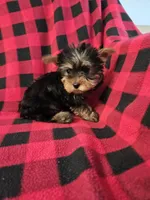 CkC Bella, a female Yorkshire Terrier for sale in Port Saint Lucie, FL – Photo 4 of 4