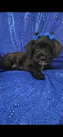 Darth, a male Yorkipoo for sale in Port Saint Lucie, FL – 4 of 4