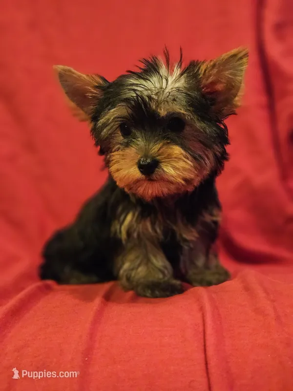 CKC Bella, a female Yorkshire Terrier for sale in Port Saint Lucie, FL – Photo 1 of 1