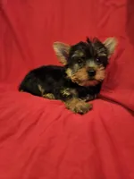 CKC Reggie, a male Yorkshire Terrier for sale in Port Saint Lucie, FL – Photo 4 of 4