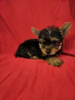 CKC Reggie, a male Yorkshire Terrier for sale in Port Saint Lucie, FL – Photo 1 of 4