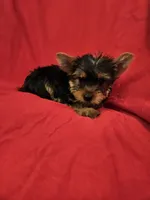 CKC Reggie, a male Yorkshire Terrier for sale in Port Saint Lucie, FL – Photo 2 of 4
