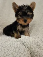 CKC Tinker Bell, a female Yorkshire Terrier for sale in Port Saint Lucie, FL – Photo 2 of 2