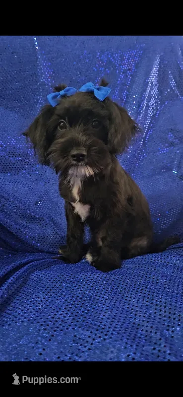 Darth – Yorkipoo puppy for sale in Port Saint Lucie, FL