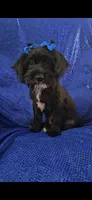 Darth, a male Yorkipoo for sale in Port Saint Lucie, FL – 1 of 4