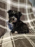Mickey, a male Yorkipoo for sale in Port Saint Lucie, FL – Photo 2 of 2